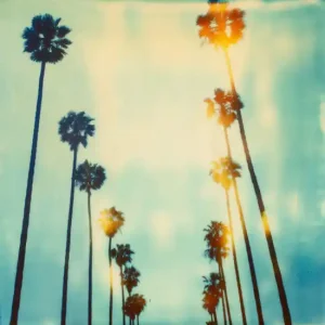 Palm Trees on Wilcox Gratis Versand