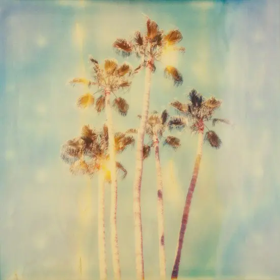 Top-Seller Palm trees palm springs
