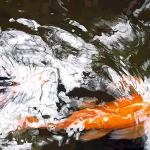 Goldfisch I Schneller Versand
