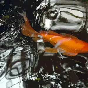 Jetzt Bestellen Goldfisch III