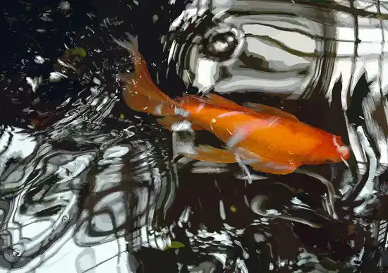 Jetzt Bestellen Goldfisch III