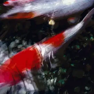 Zertifiziert Koi I