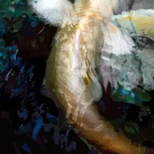 Aktuell Koi II
