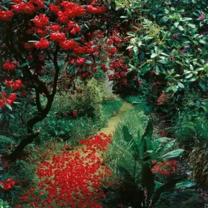 Mega-Angebot Red Petals