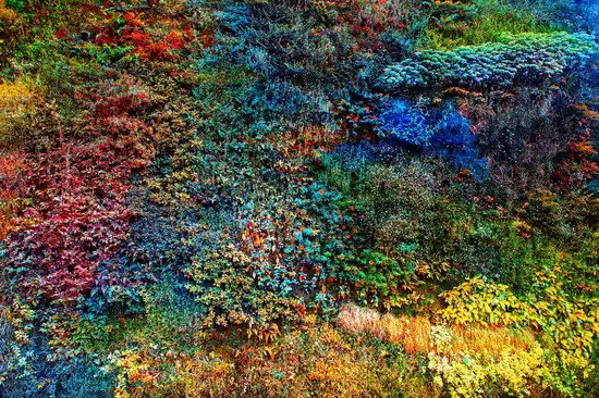 Wall of Nature VI Versand Am Gleichen Tag