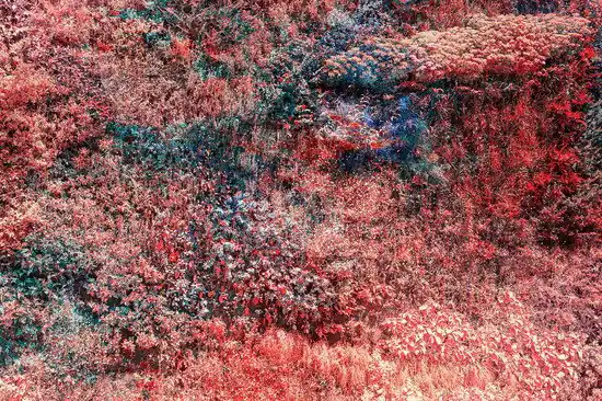 Nur Für Kurze Zeit Wall of Nature XXI