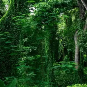 Forest in Cuba III Aktuell