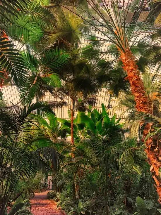 Direkt Vom Hersteller Palmengarten Frankfurt VII