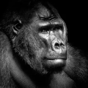 Nur Heute Gorilla Portrait