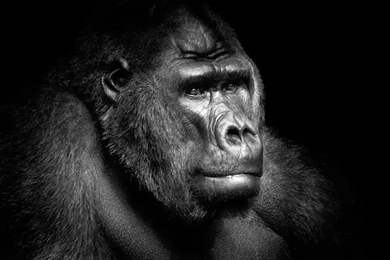 Nur Heute Gorilla Portrait