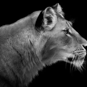 Lioness Portrait Kostenloser Versand