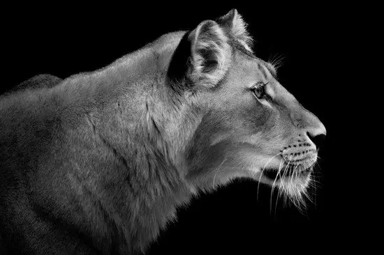 Lioness Portrait Kostenloser Versand