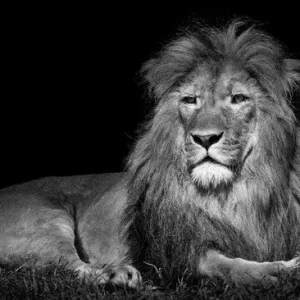 Lying Lion Schneller Versand