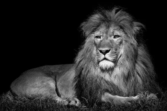 Lying Lion Schneller Versand