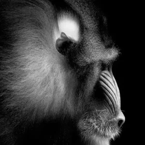Mandrill Portrait Top-Seller