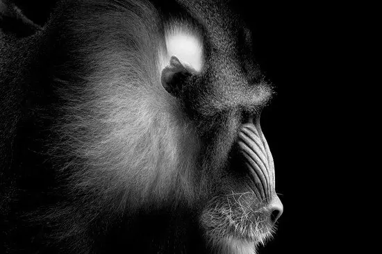 Mandrill Portrait Top-Seller