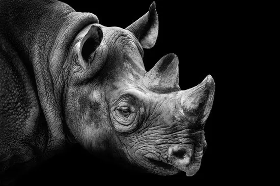 Rhino Portrait Kostenfreie Lieferung