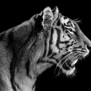 Knallerangebot Tigress Portrait