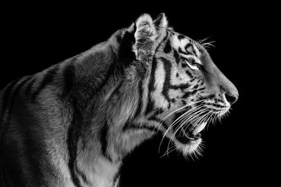 Knallerangebot Tigress Portrait