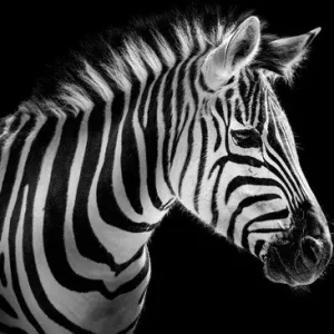 Zebra Portrait Versand Am Gleichen Tag