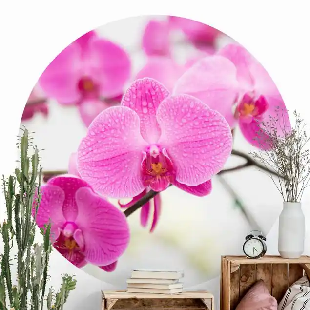 Wochenendangebot Nahaufnahme Orchidee