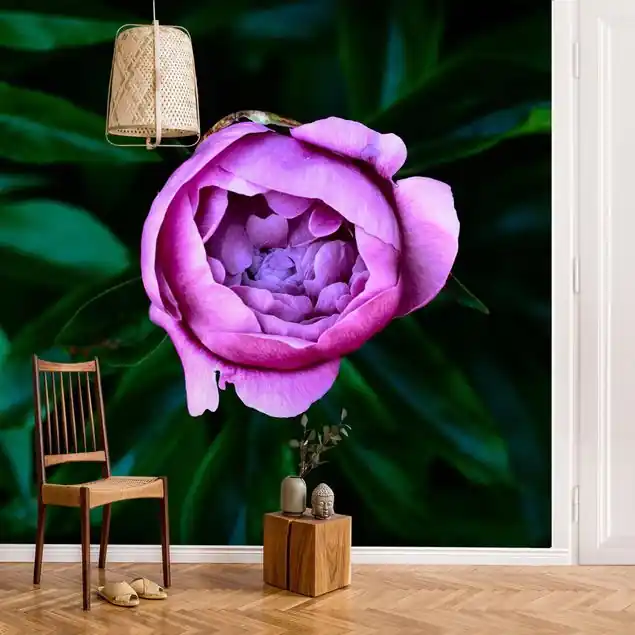 Wochenendangebot Lila Pfingstrosenblüte vor Blättern