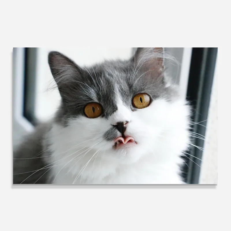 Zertifiziert Küchenrückwand Glas White Grey Cat