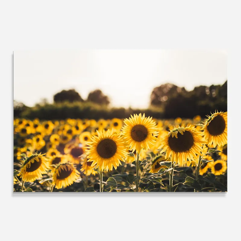 Abverkauf Küchenrückwand Glas Sunflower Nature