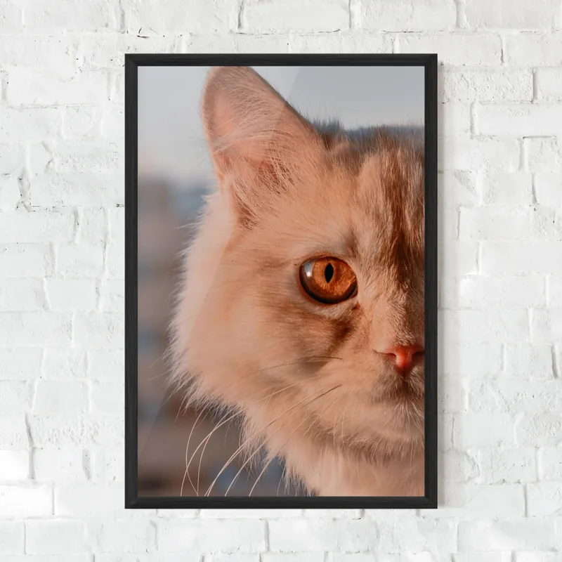Zertifiziert Gerahmte Poster Cat Eye In Sun