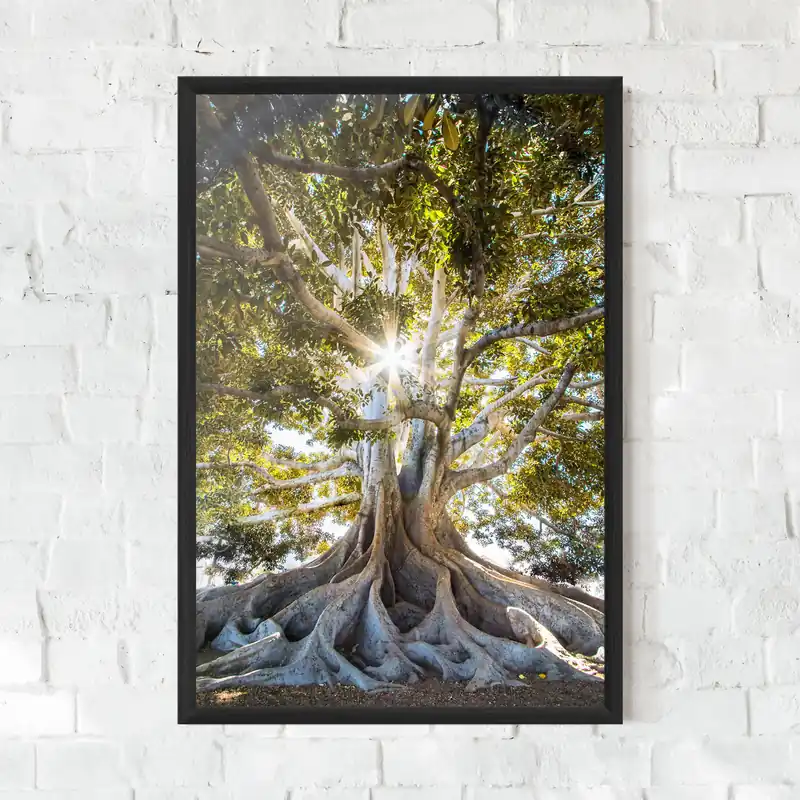 Abverkauf Gerahmte Poster Big Old Tree
