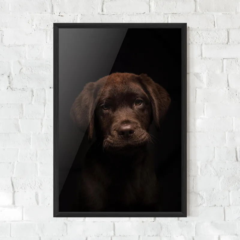 Abverkauf Gerahmte Poster Chocolate Labrador