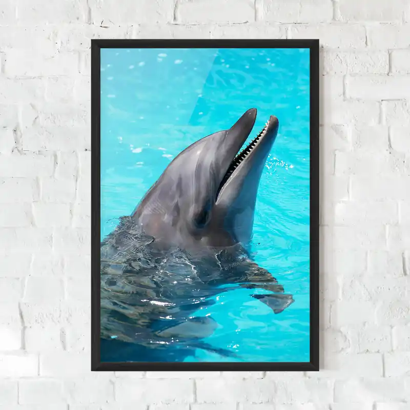 Zertifiziert Gerahmte Poster Trained Dolphin