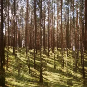 Wald 3 Preisknaller