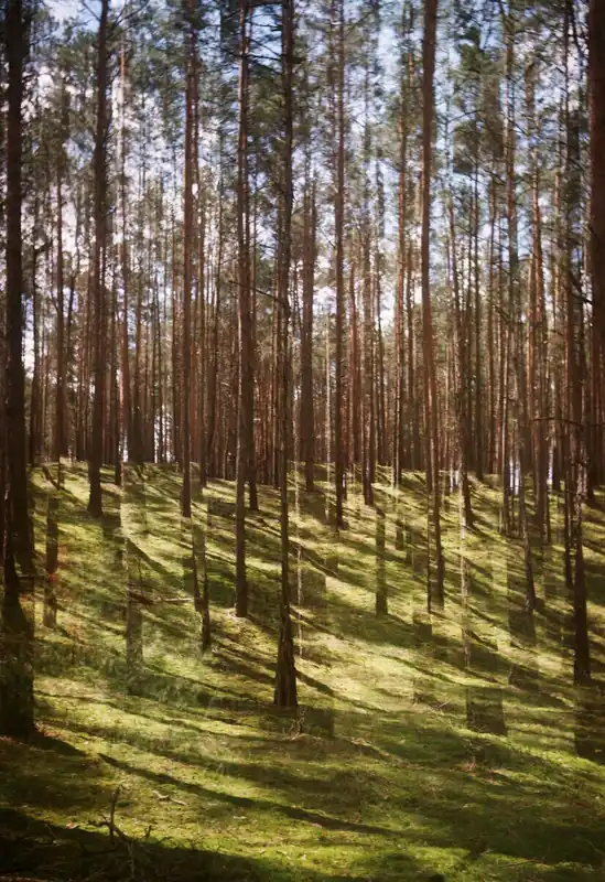 Wald 3 Preisknaller